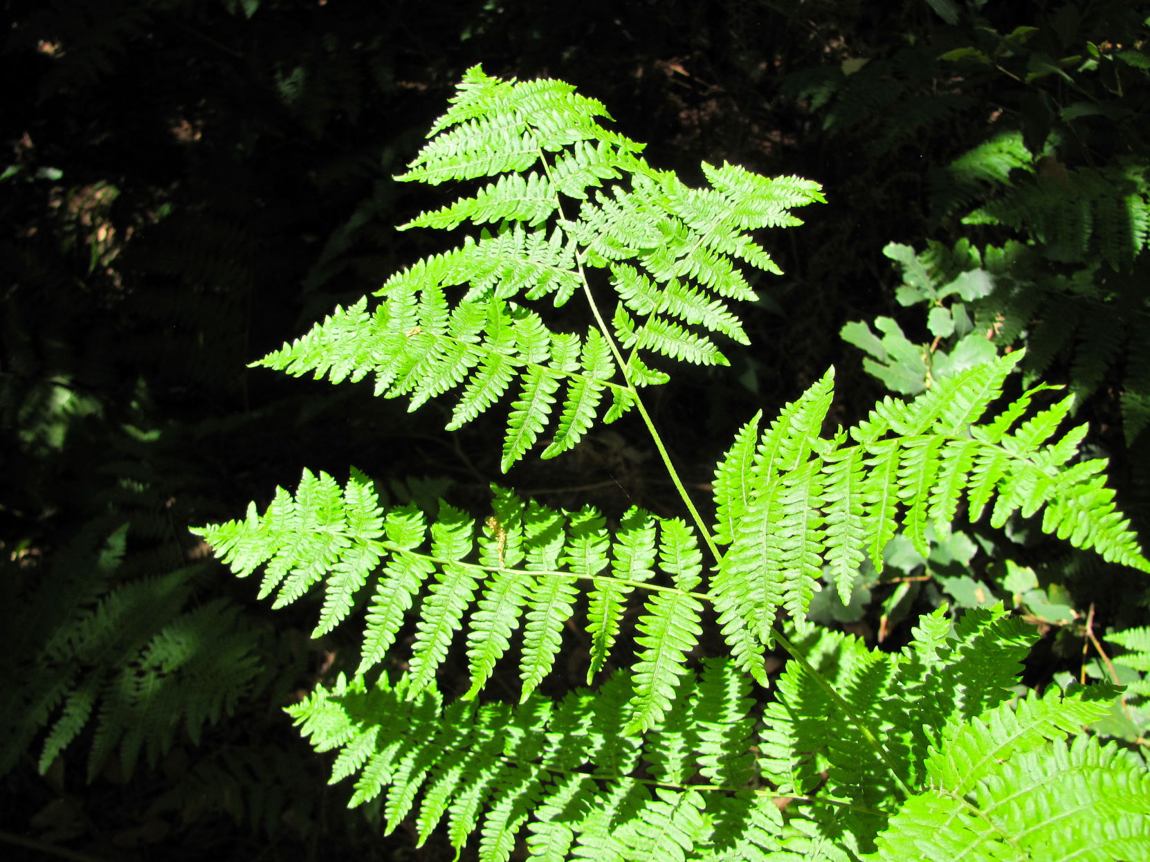 Forest beauty
